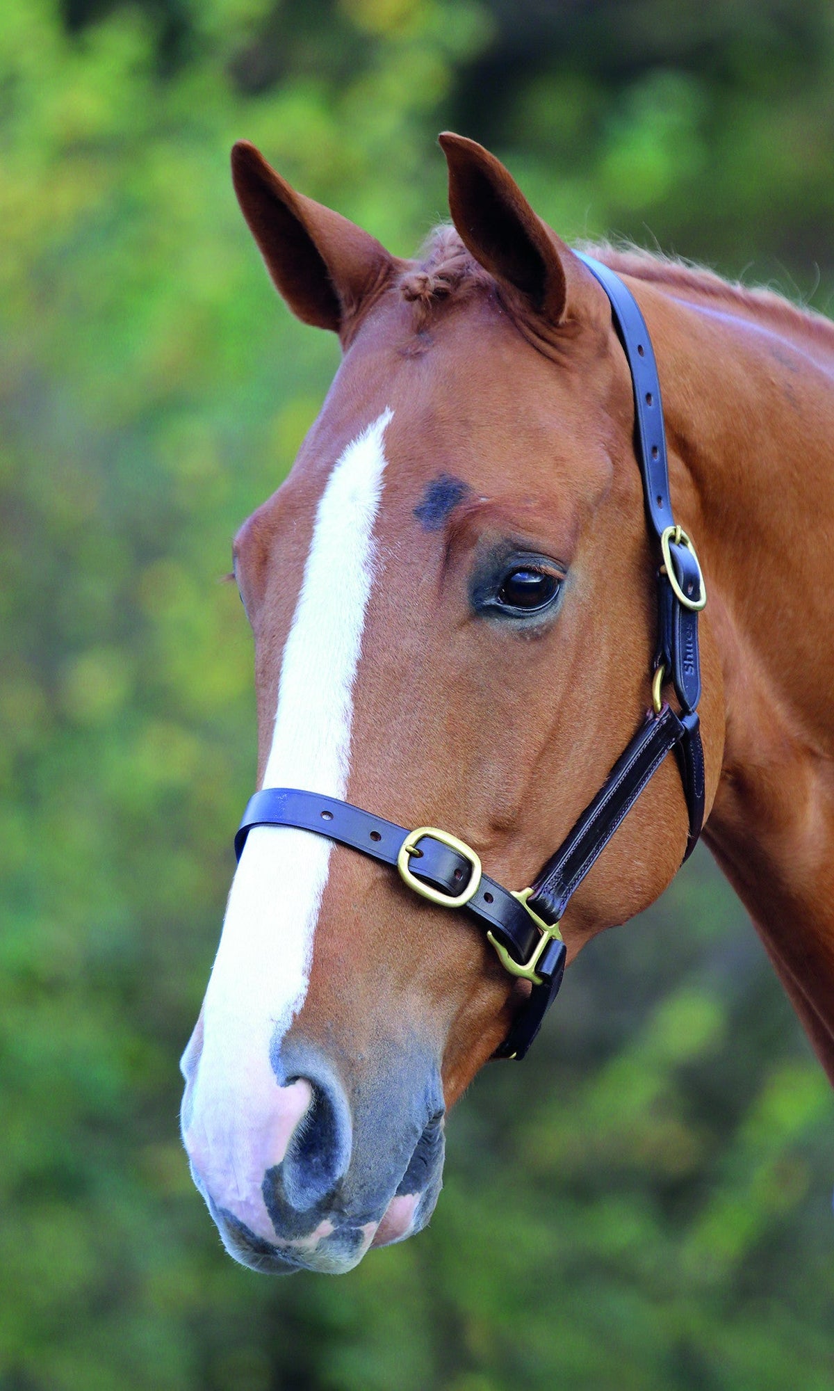 Blenheim Fully Adjustable Leather Headcollar - Nags Essentials