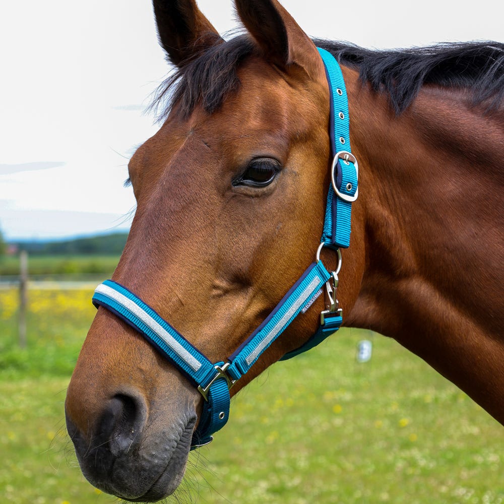Hy Equestrian Mystic Head Collar