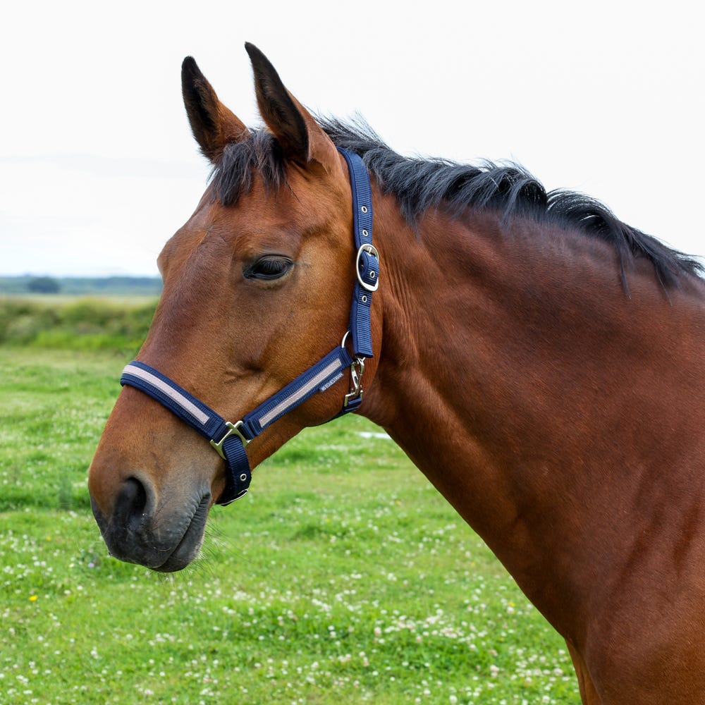 Hy Equestrian Mystic Head Collar