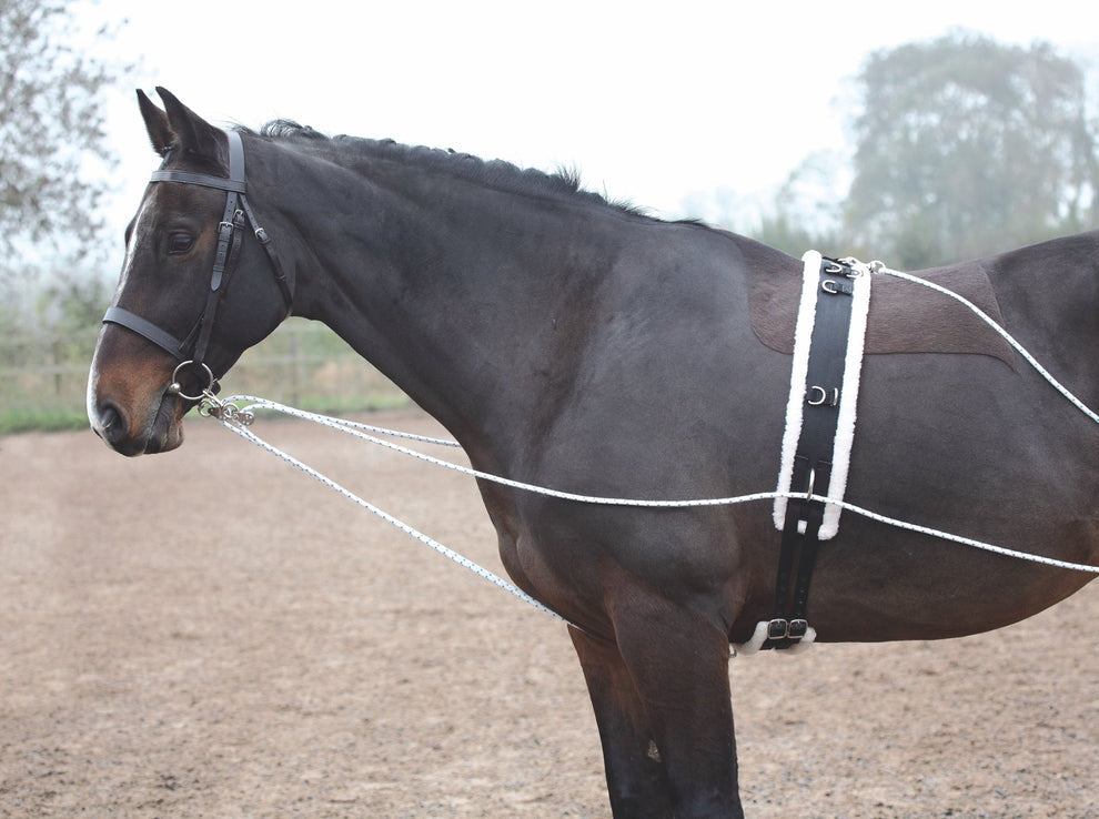 ARMA Lunging Aid