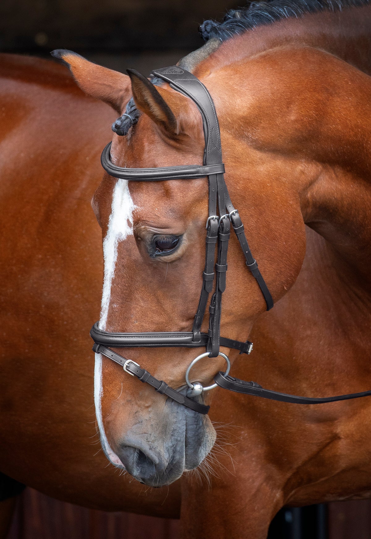 Velociti RAPIDA Padded Raised Flash Bridle