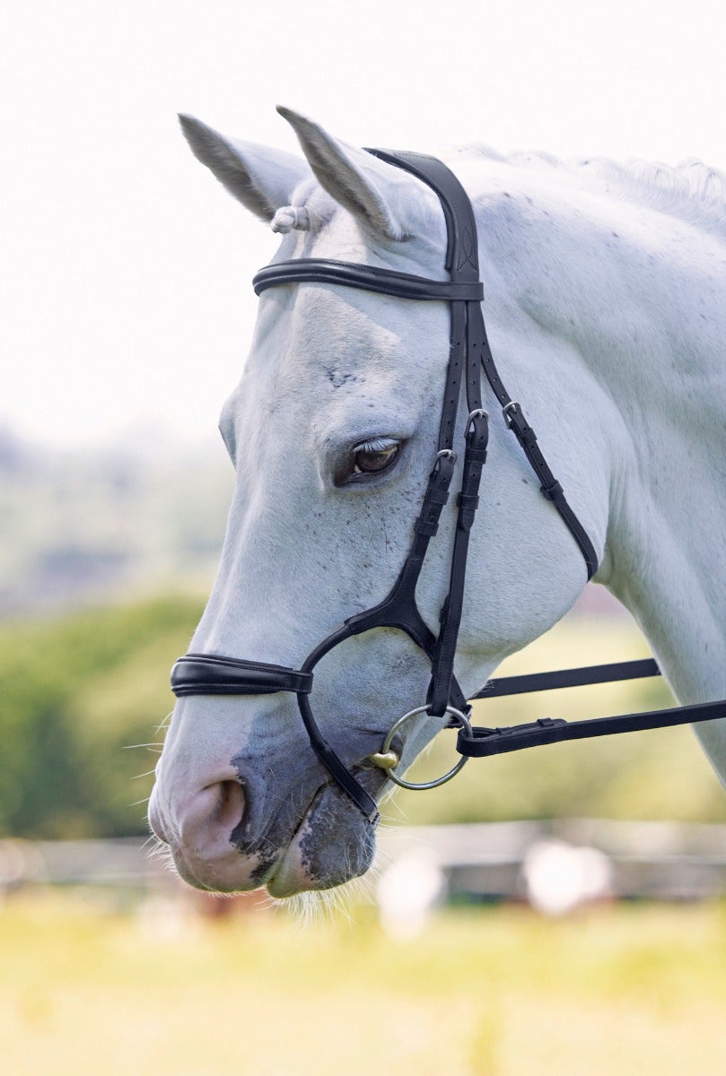 Velociti Rolled Padded Cavesson Bridle - Nags Essentials