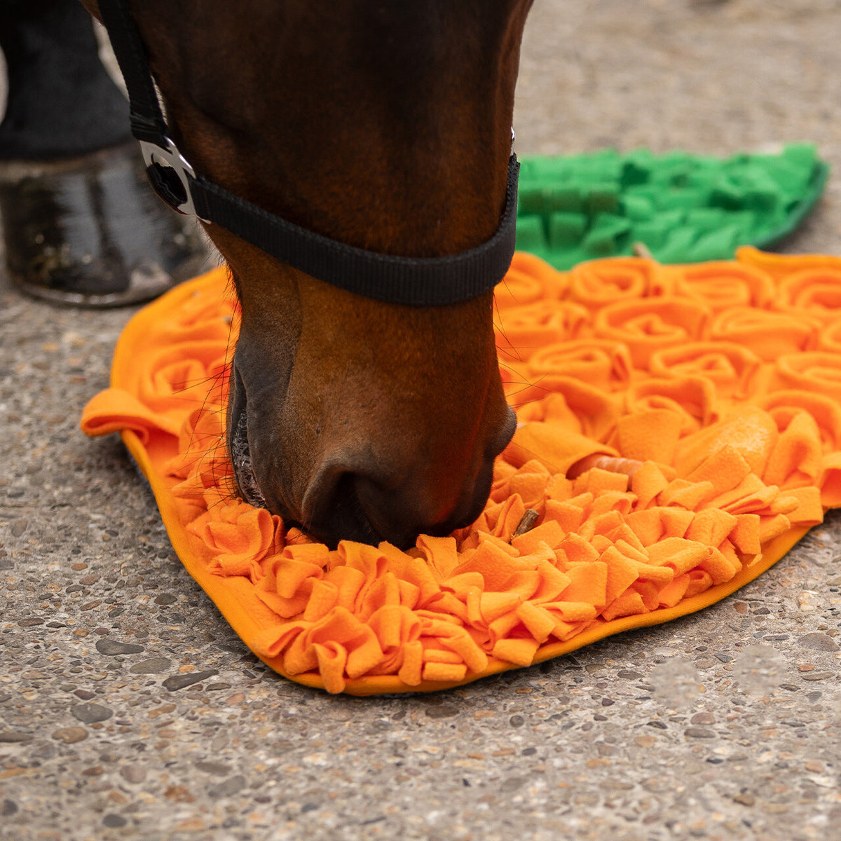 Carrot Snuffle mat for horses