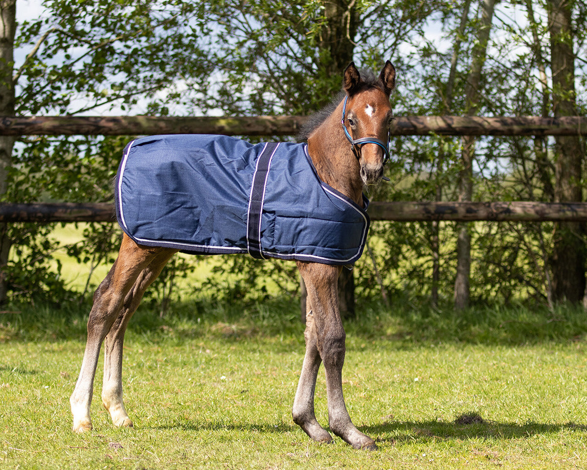 Foal Rug 100G