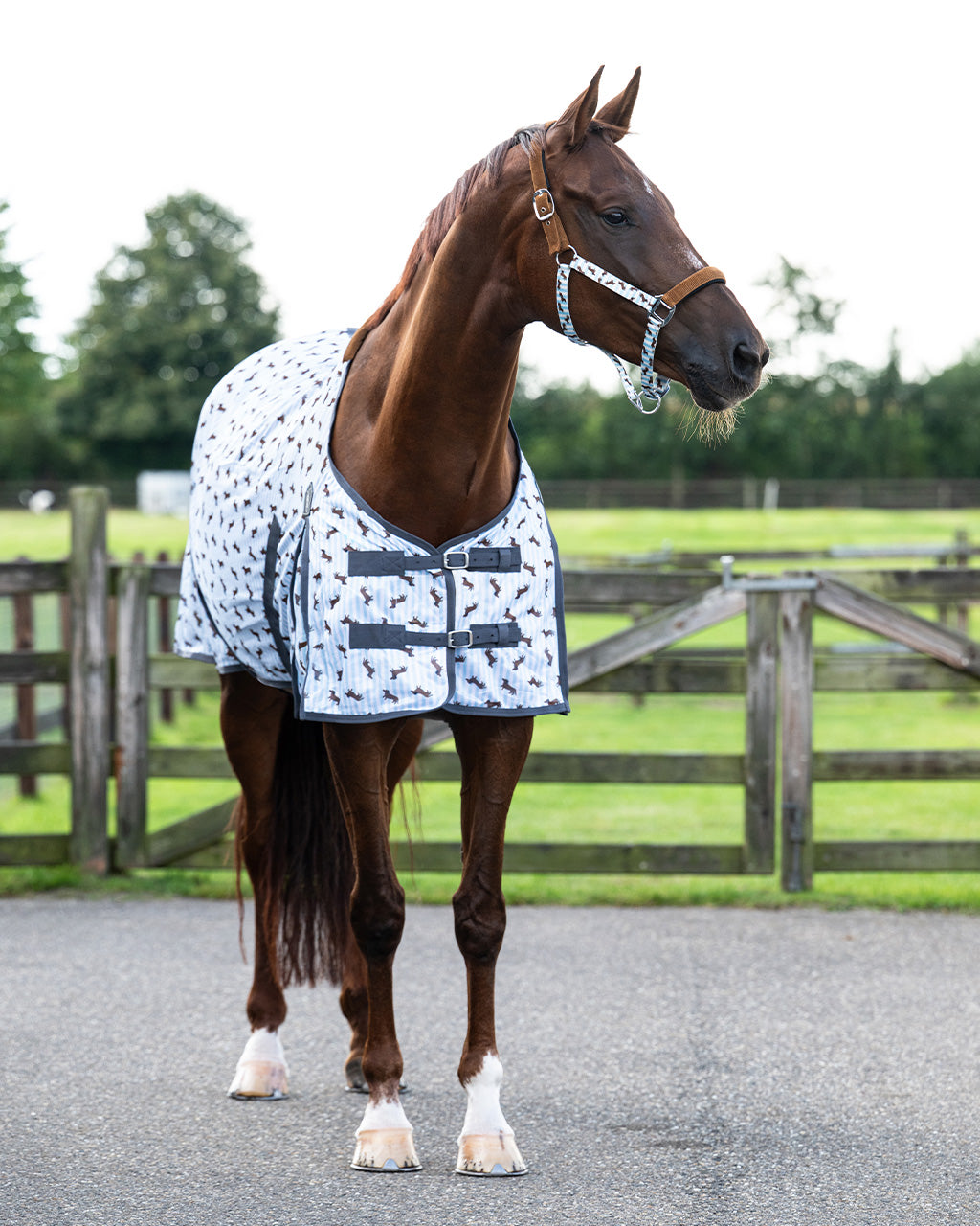 Stable Buddy Dachshund Print Fly Rug