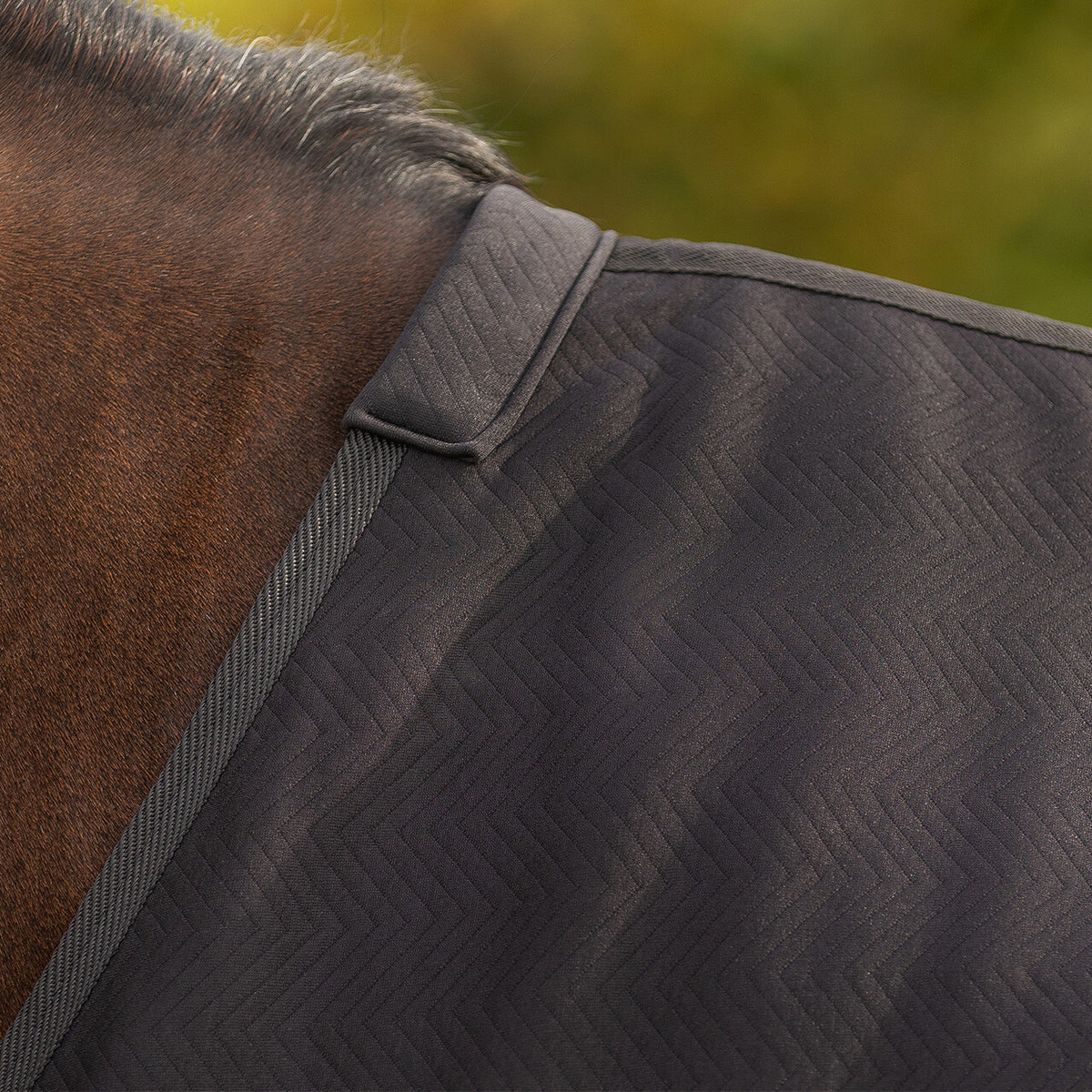 Avenna Show Rug