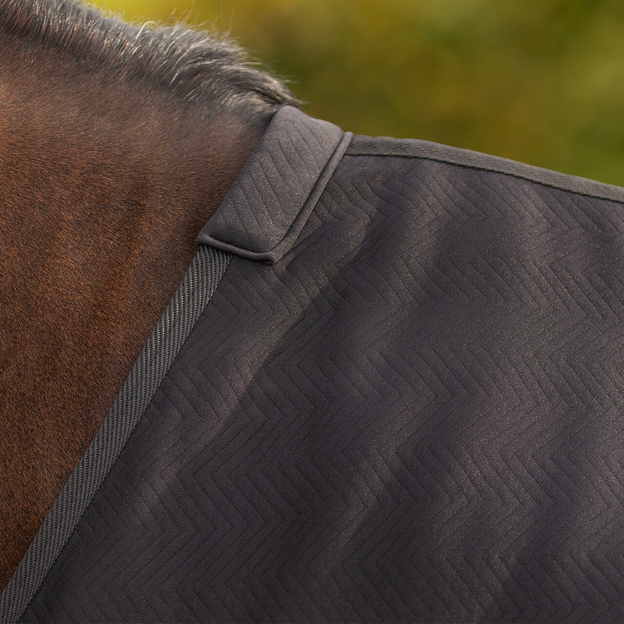 Avenna Show Rug