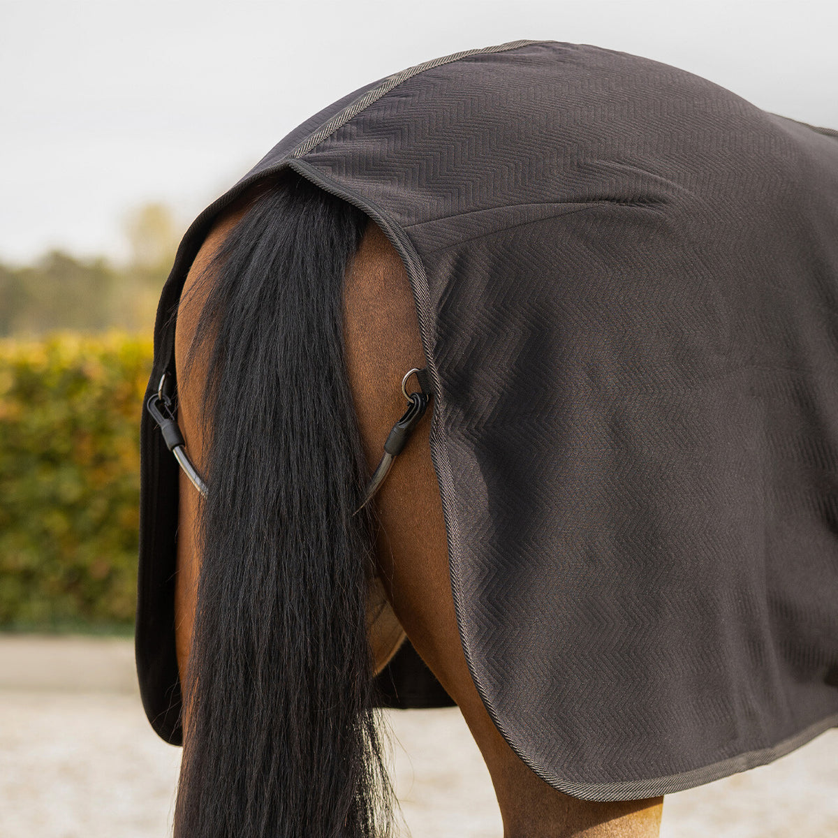 Avenna Show Rug