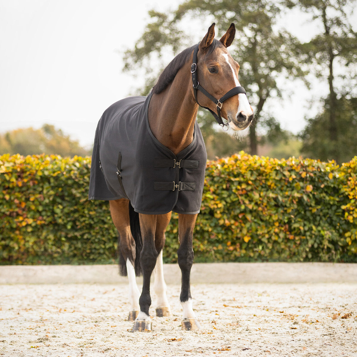 Avenna Show Rug