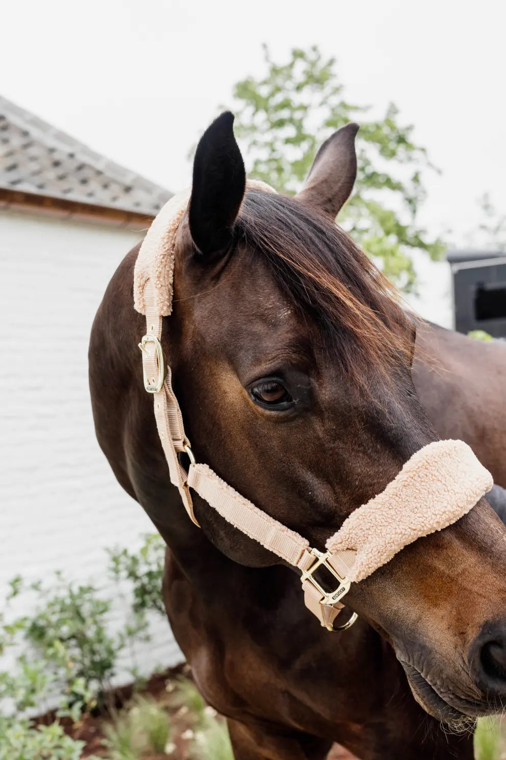 Kentucky Teddy Fleece Head Collar