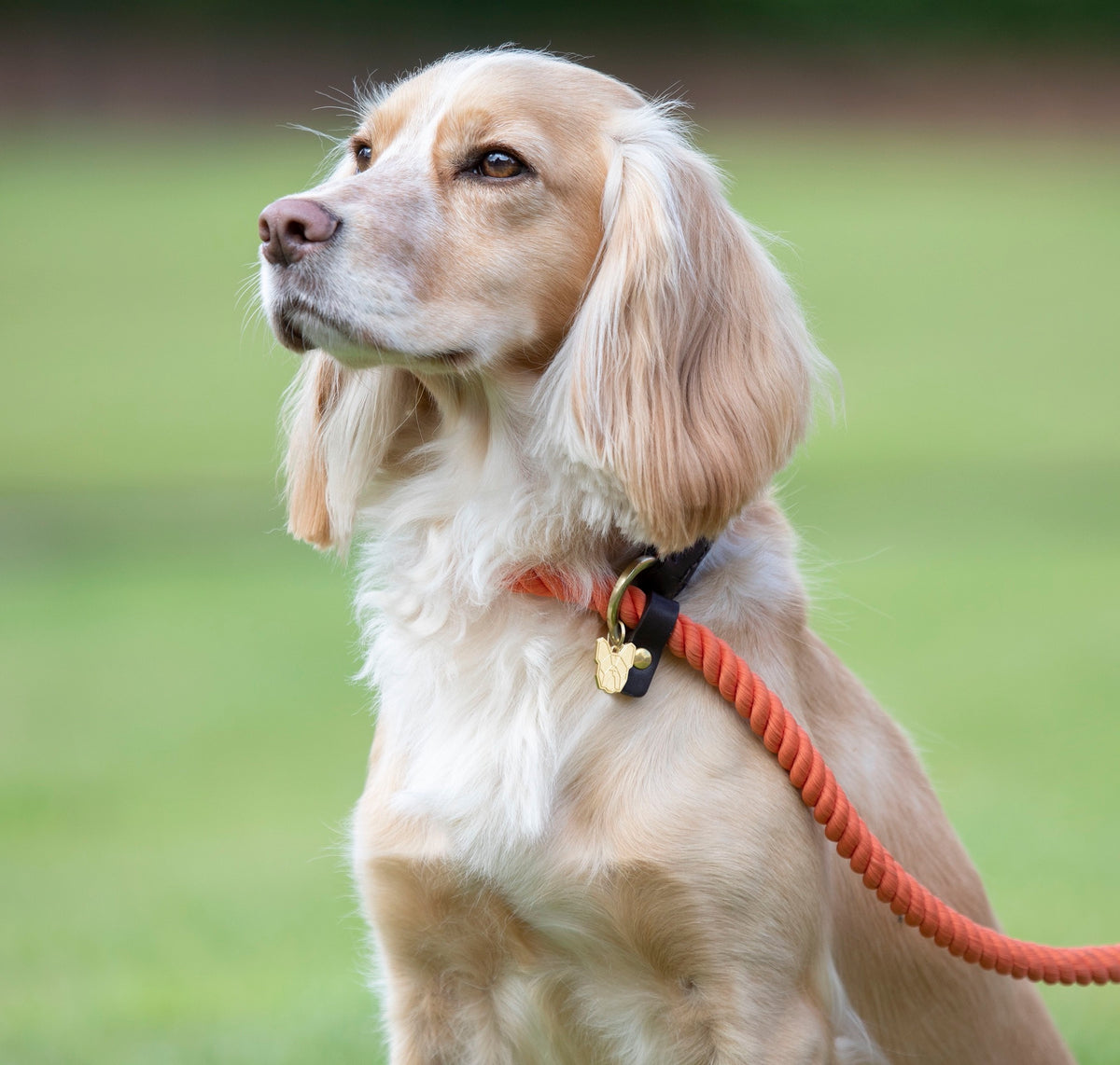 Digby &amp; Fox Rope Slip Dog Lead