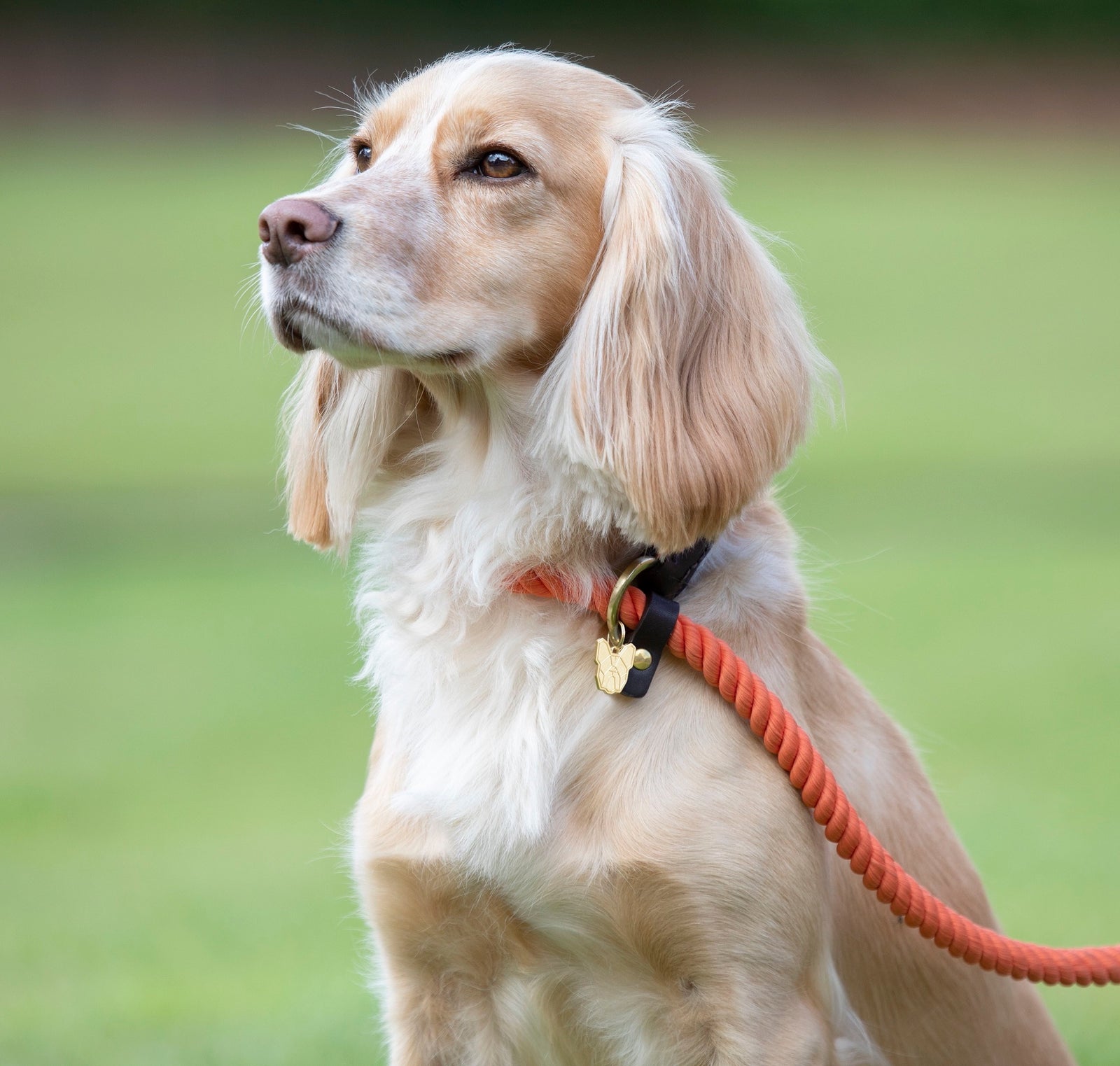 Digby & Fox Rope Slip Dog Lead