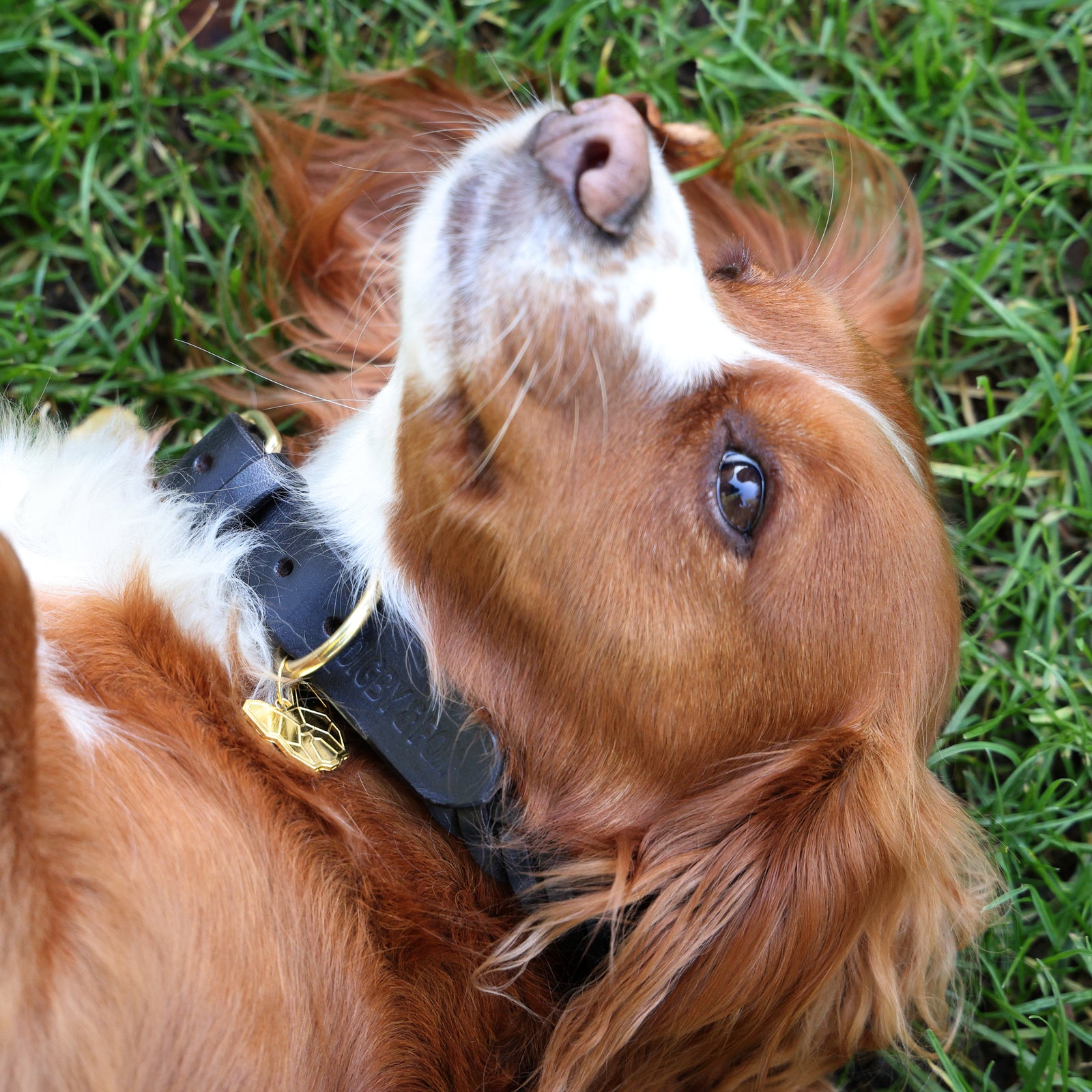 Digby & Fox Plaited Dog Collar
