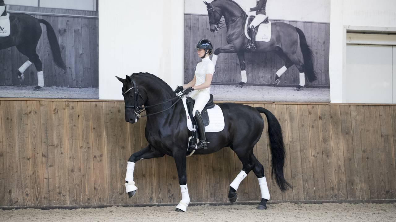 LeMieux Loire Dressage Square