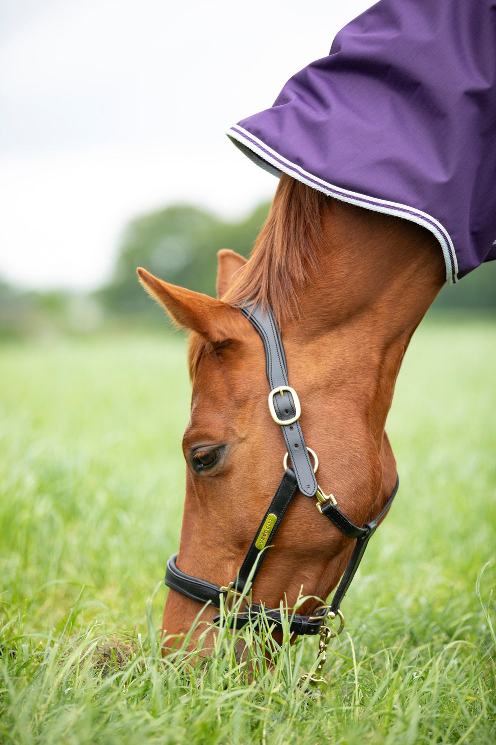 Highlander Original 100 Turnout Rug - Plum