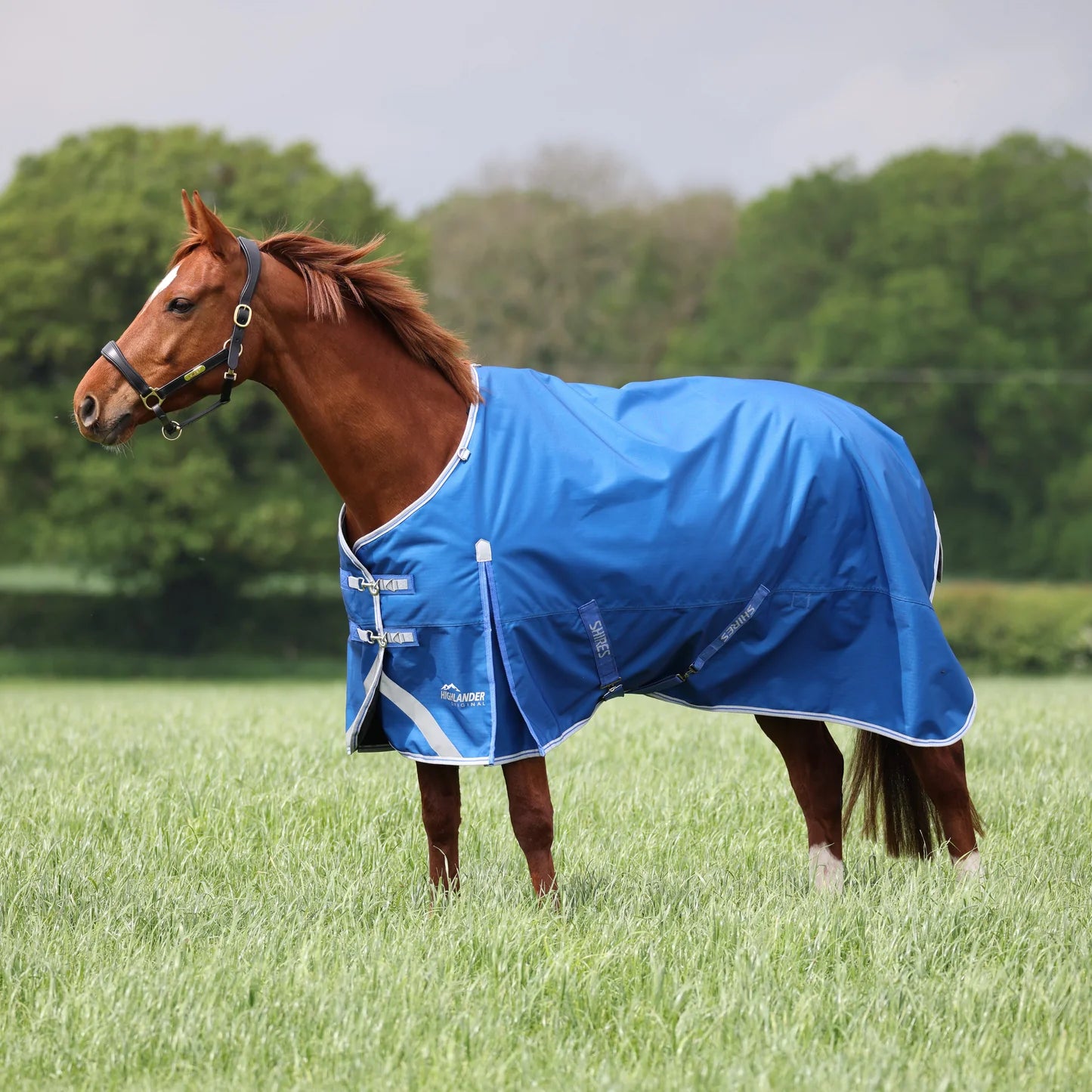 Highlander Original 200g Turnout Rug - Blue