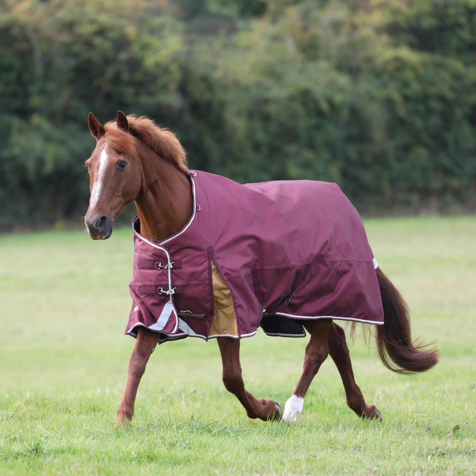 Highlander Plus 100g Turnout Rug - Maroon