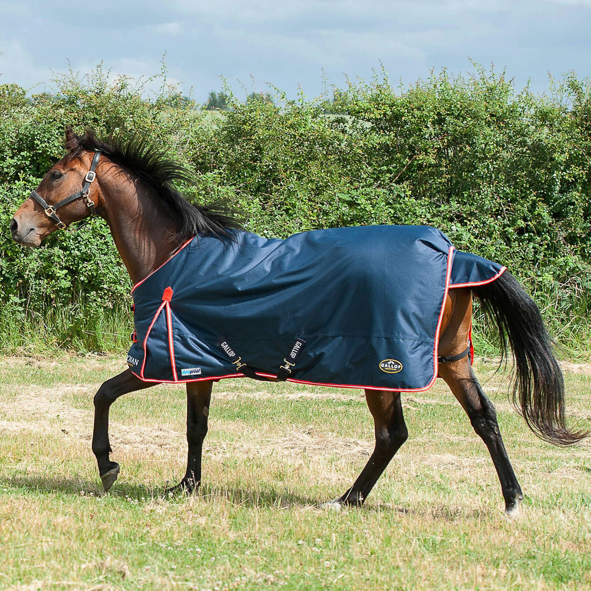 Gallop Trojan Duraproof 200g Turnout - Navy