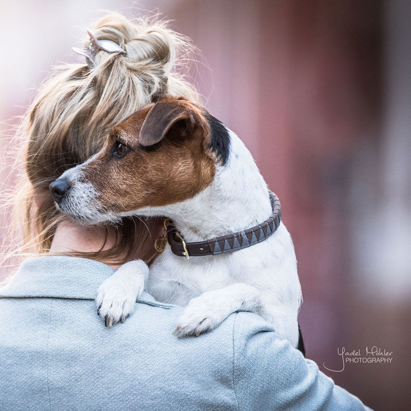 Kentucky Dogwear Collar Triangle
