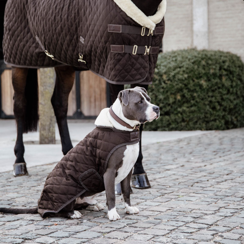 Kentucky Dog Coat