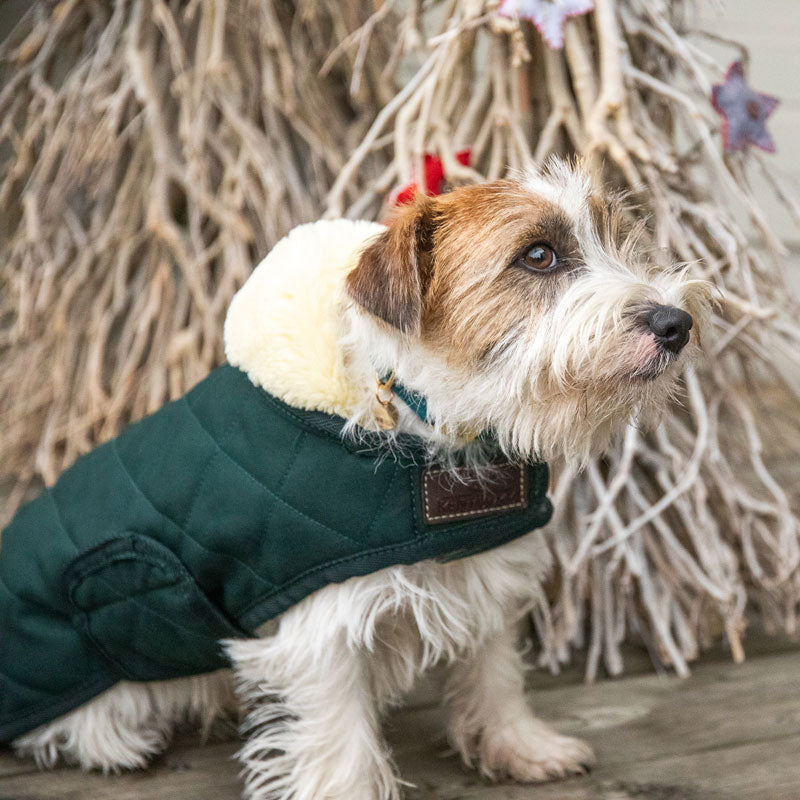 Kentucky Dog Coat
