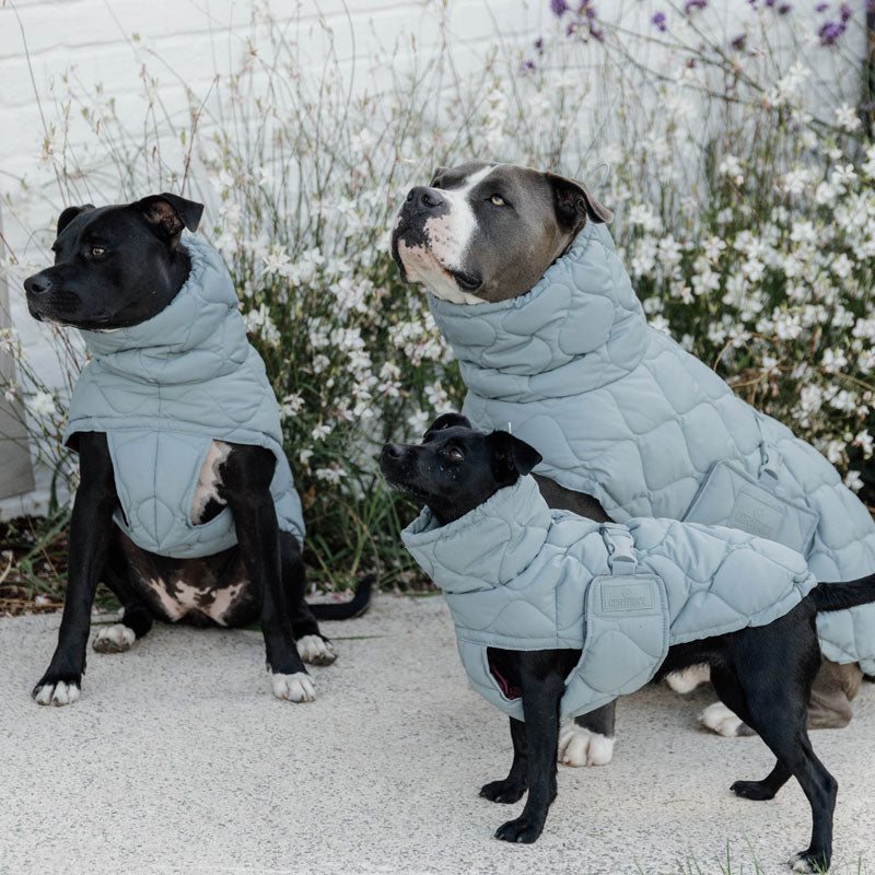 Kentucky  Dog Coat Pina