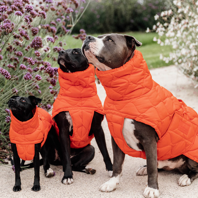 Kentucky  Dog Coat Pina