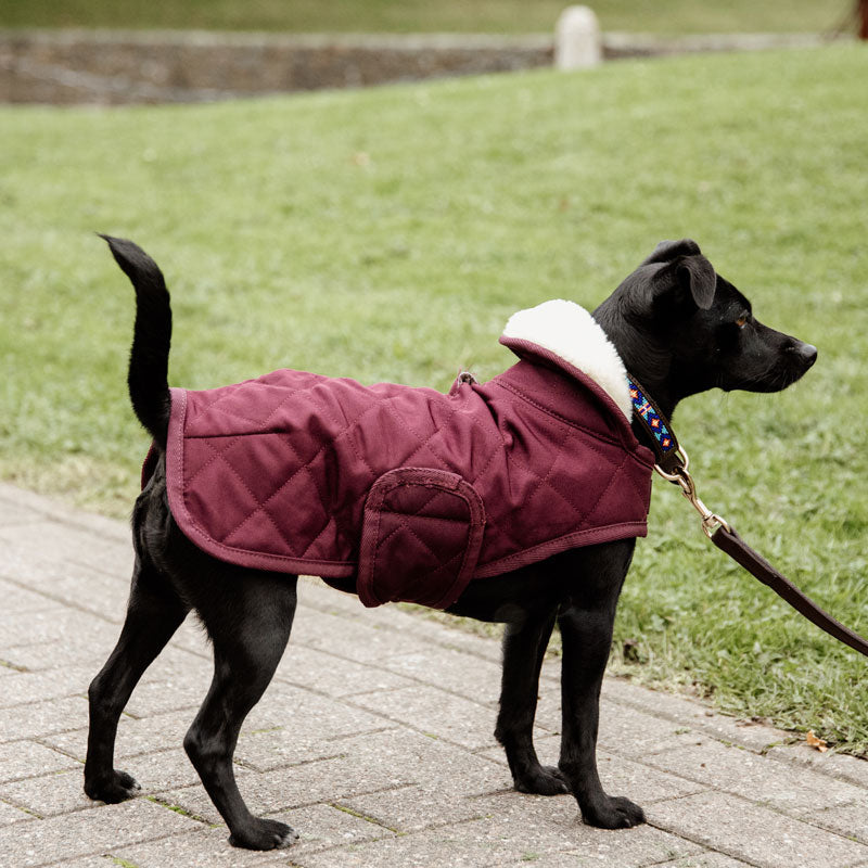 Kentucky Dog Coat