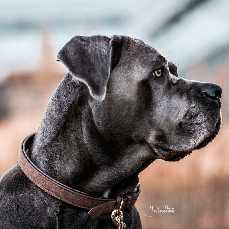 Kentucky Dogwear Velvet Leather Dog Collar