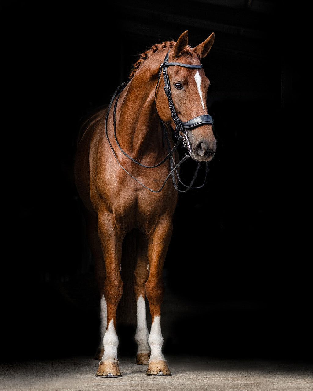 PresTeq Weymouth FayPerform Bridle - Black