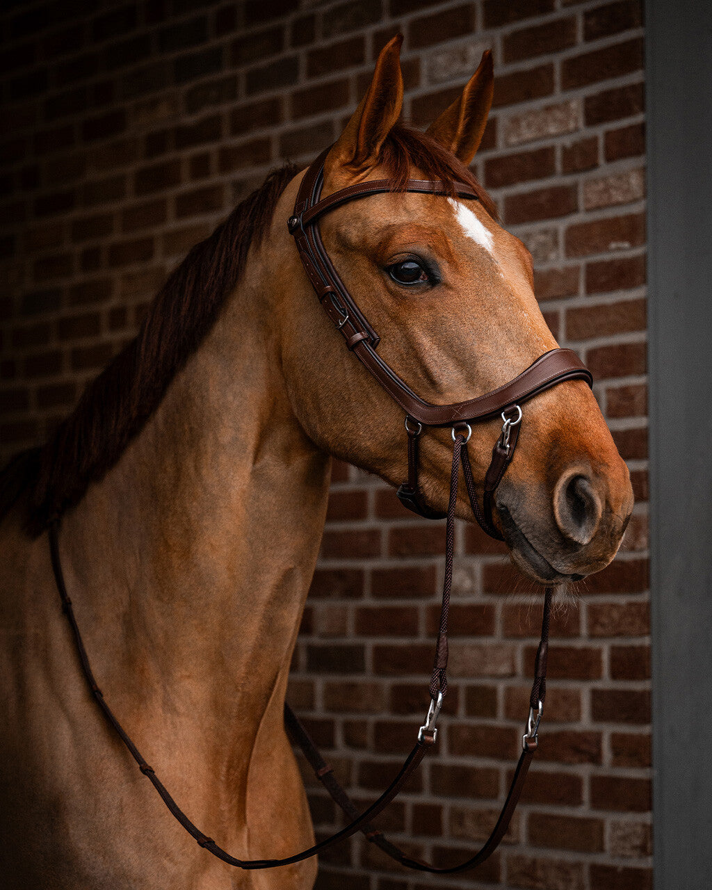 PresTeq FaySport Bitless  Bridle