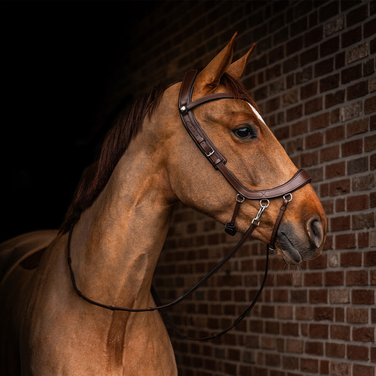 PresTeq FaySport Bitless  Bridle