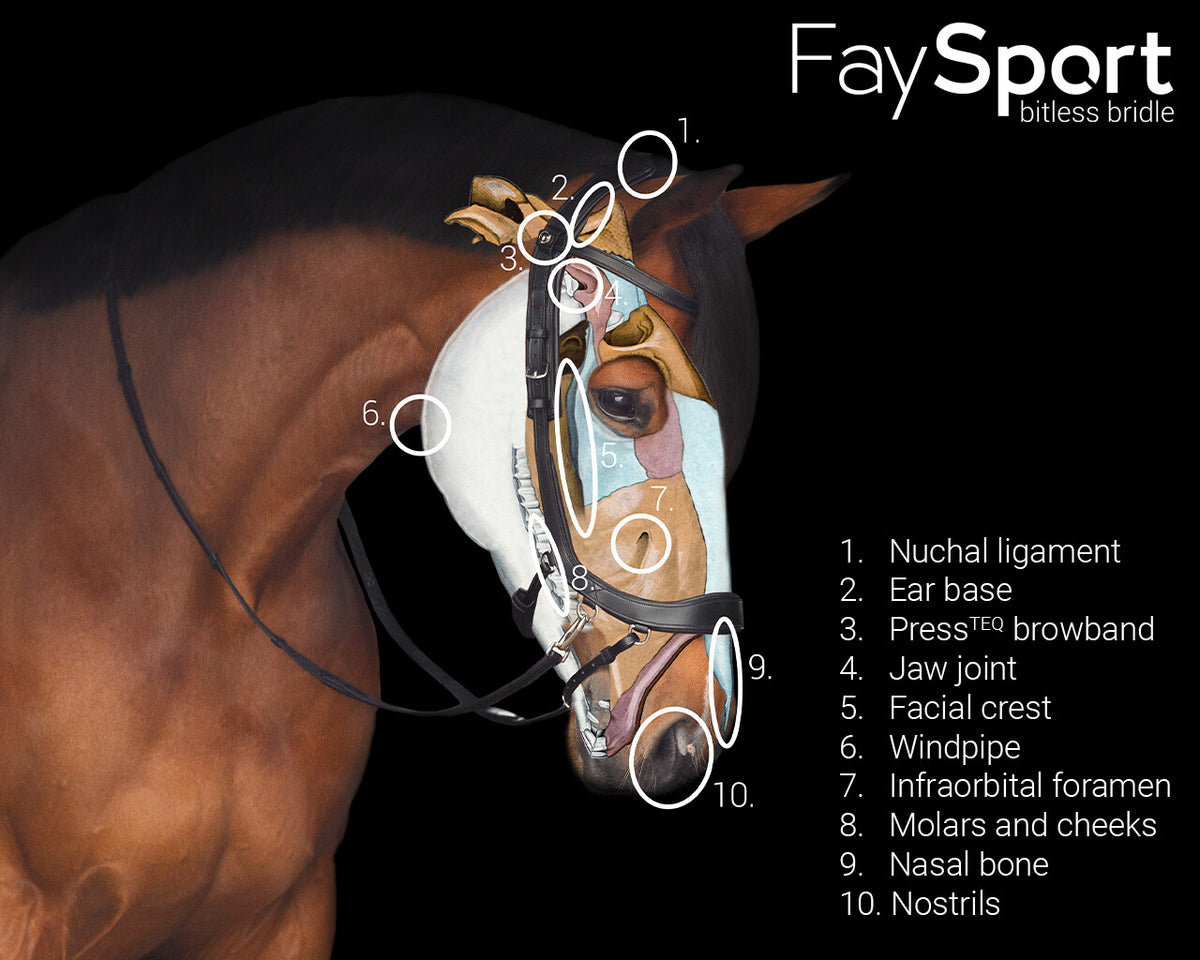 PresTeq FaySport Bitless  Bridle