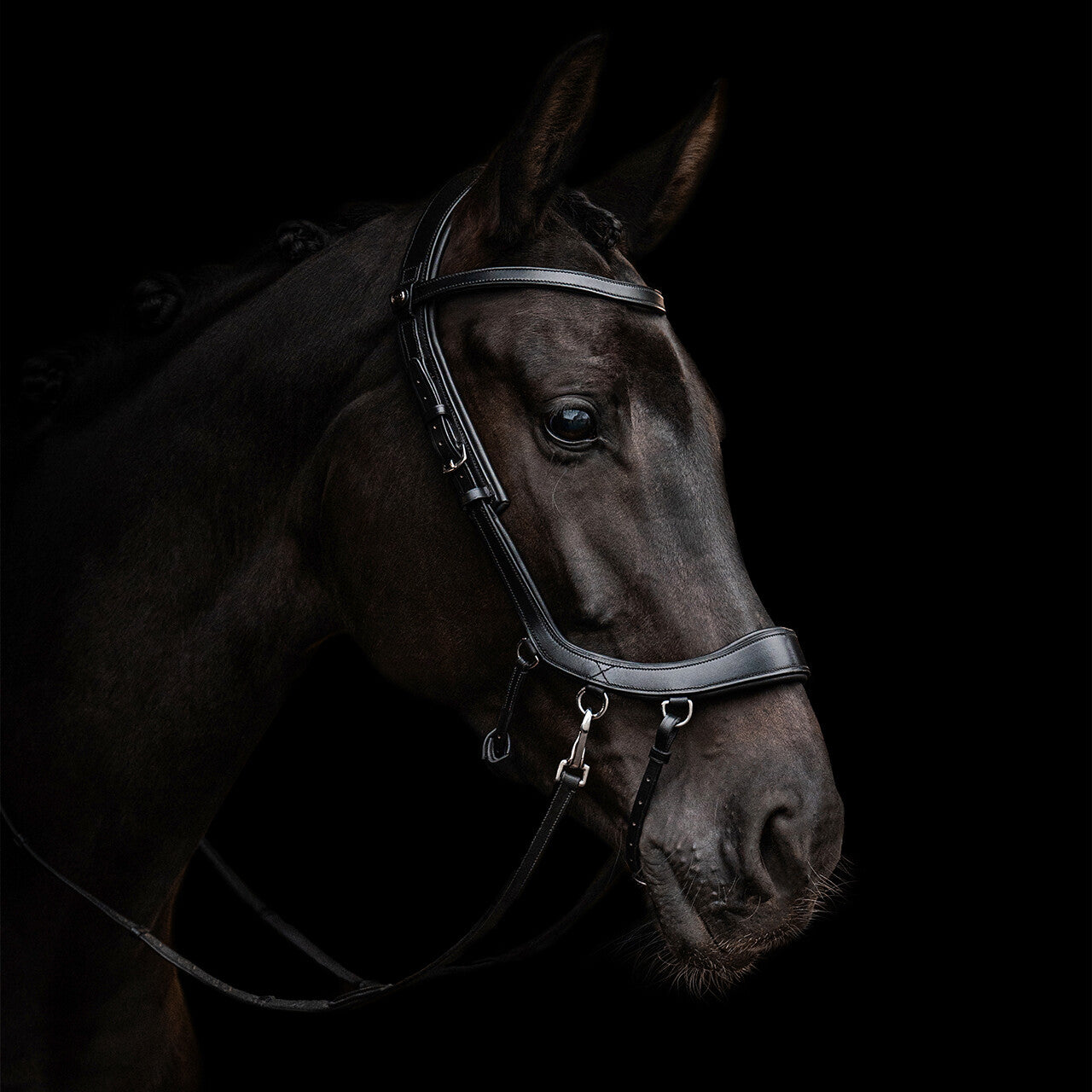 PresTeq FaySport Bitless  Bridle