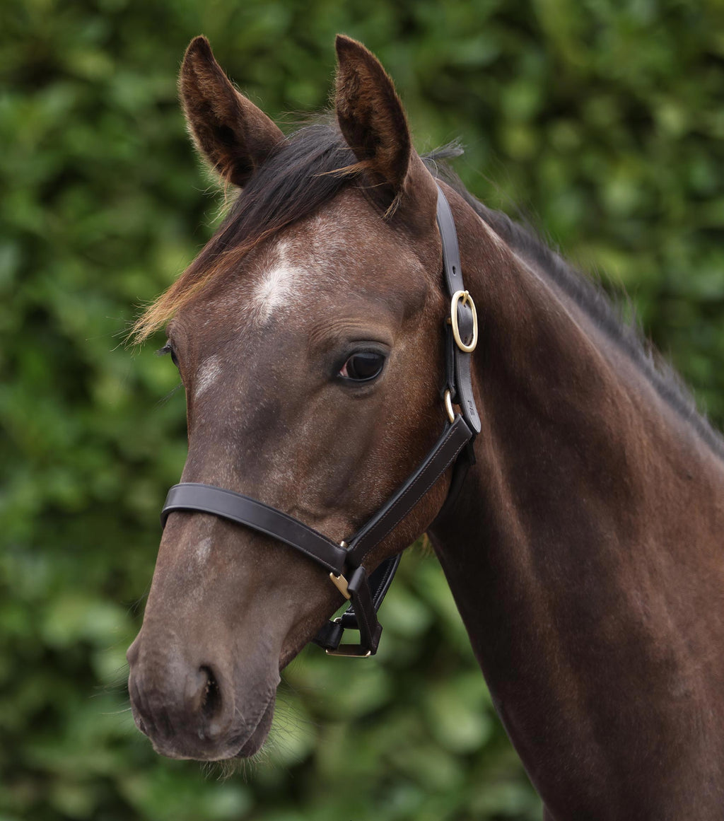 Premier Equine Yearling Headcollar 1" - Dark Havana