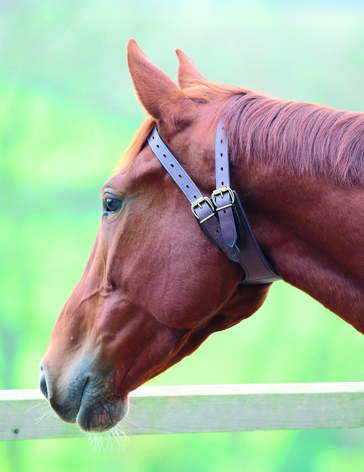 Anti - Crib Collar - Nags Essentials