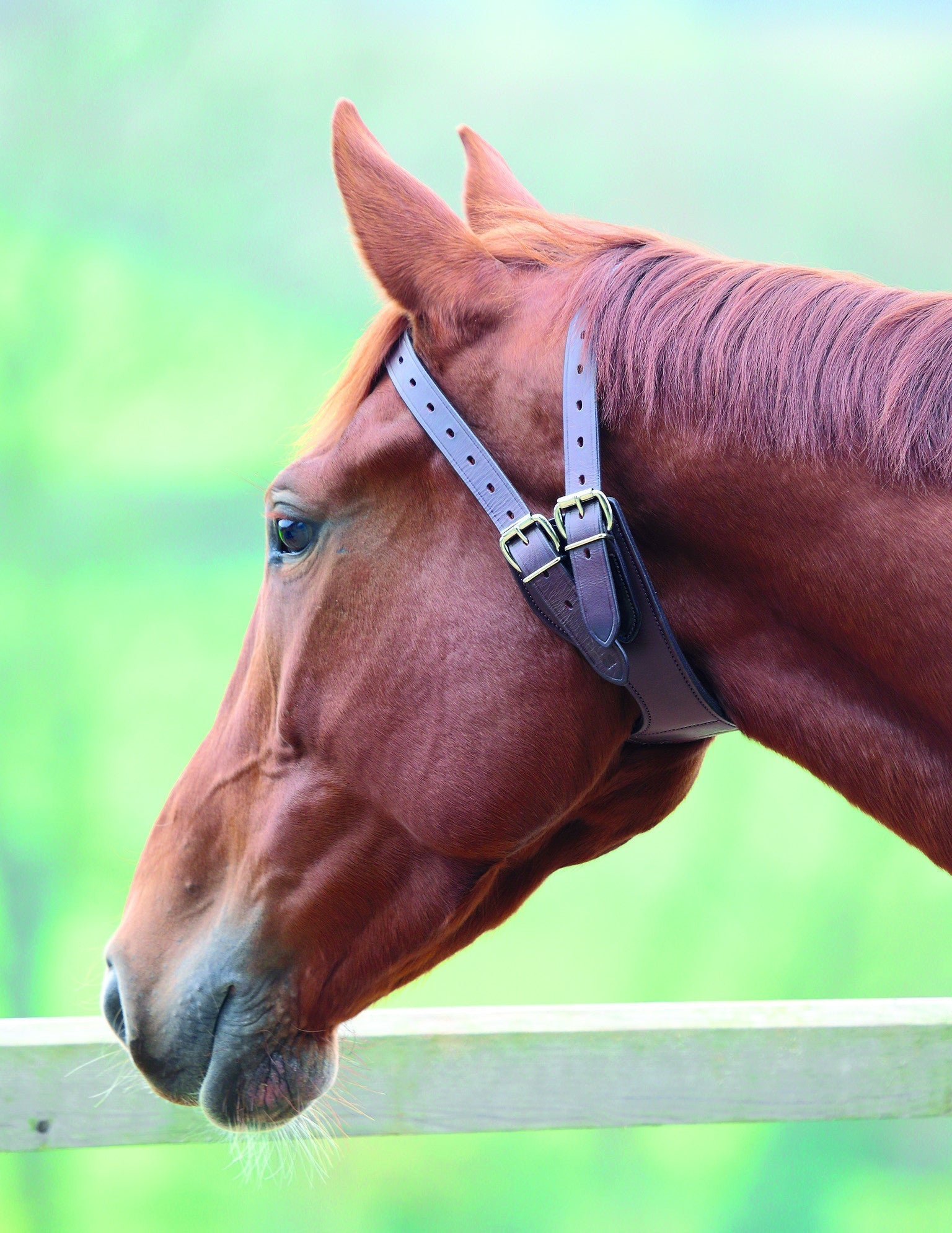 Anti - Crib Collar - Nags Essentials