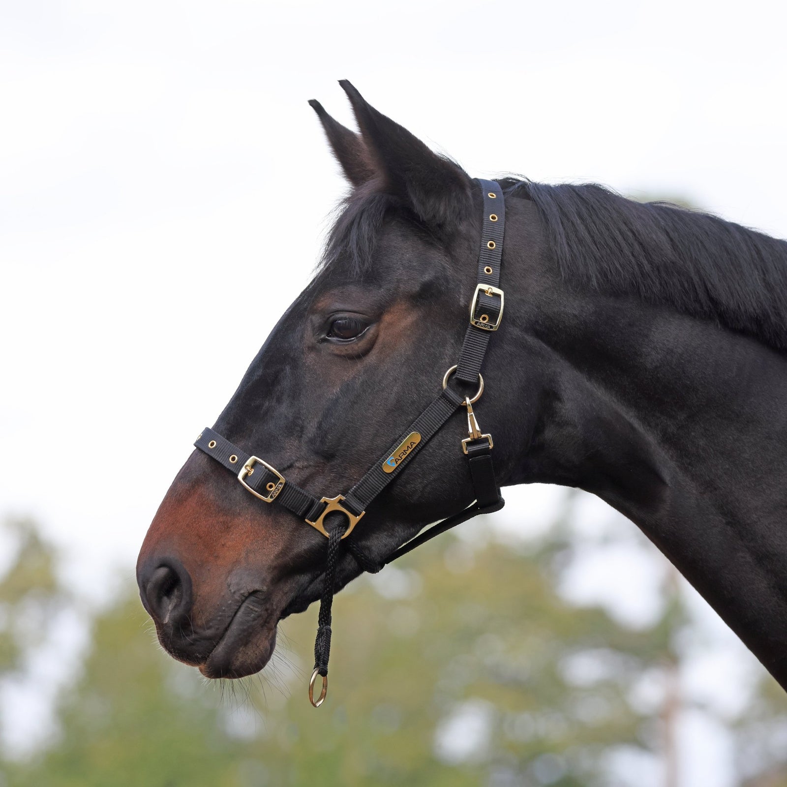 ARMA Control Headcollar - Nags Essentials