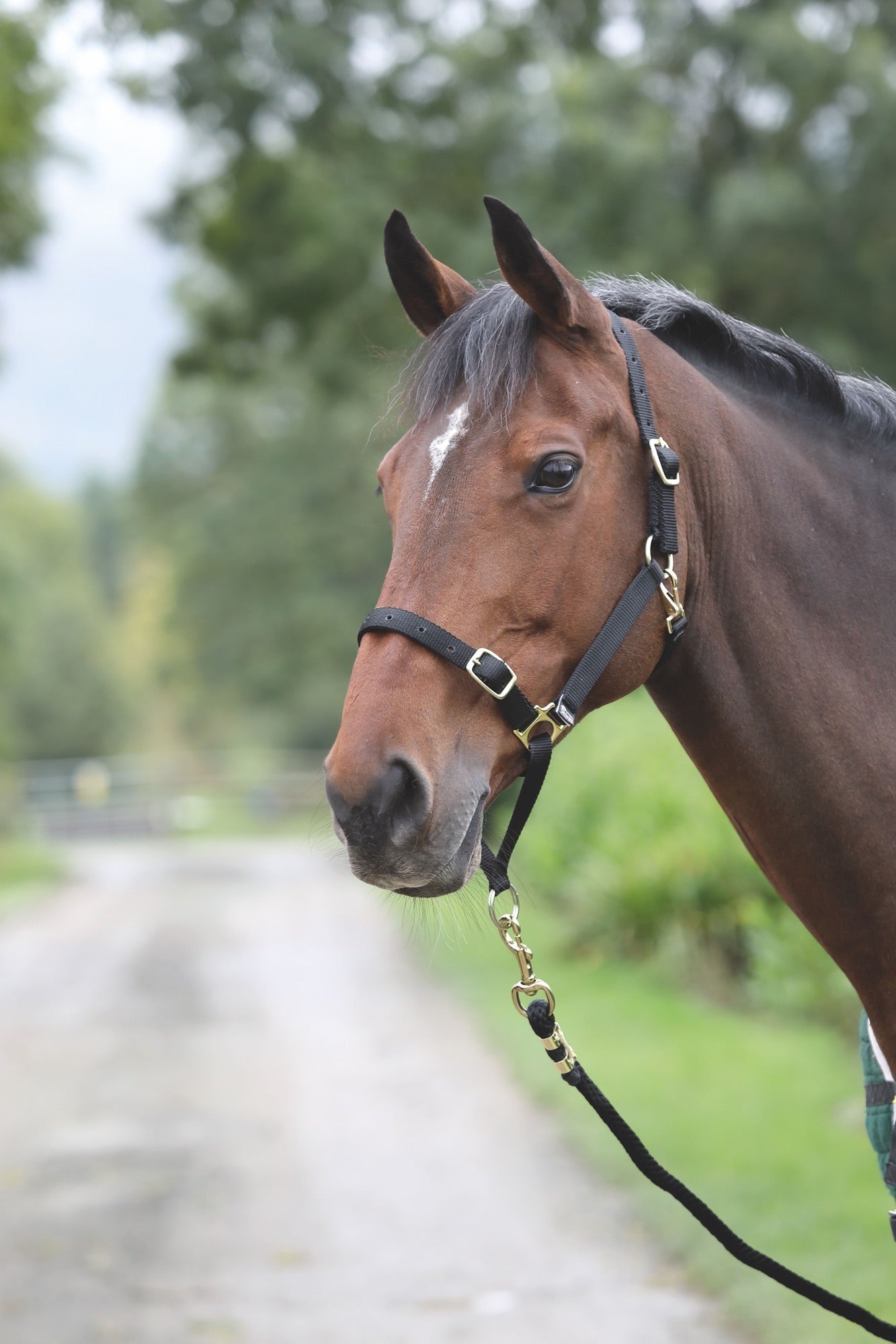 ARMA Control Headcollar - Nags Essentials