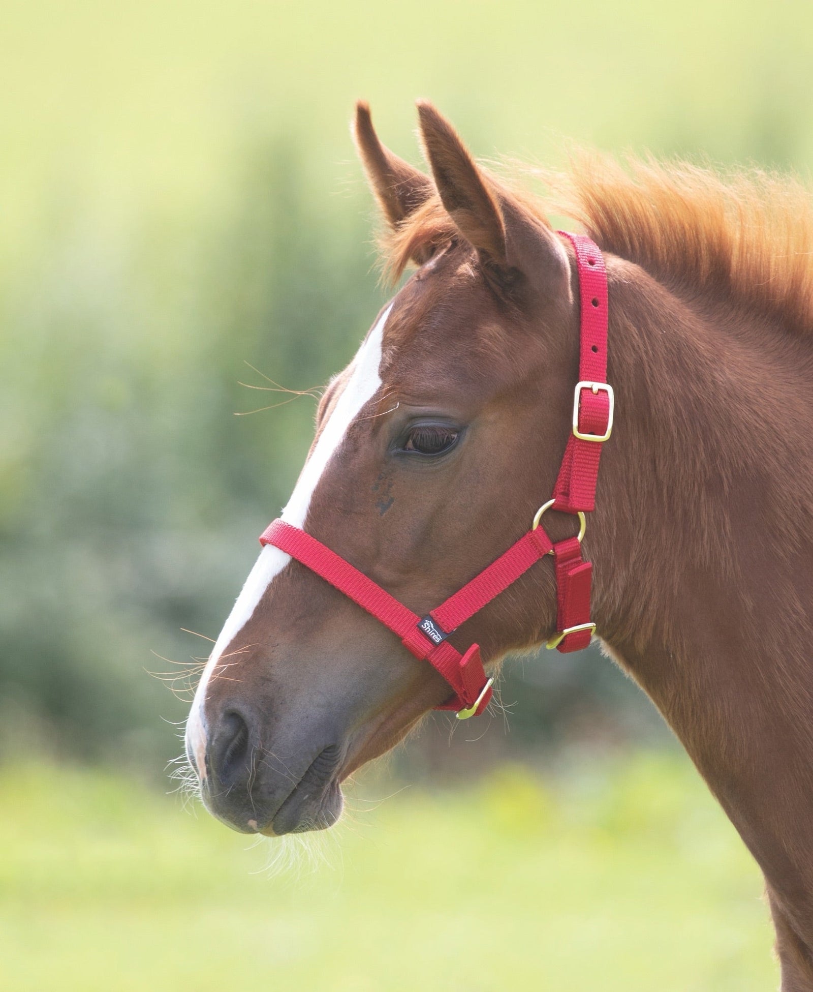 ARMA Foal Headcollar - Nags Essentials