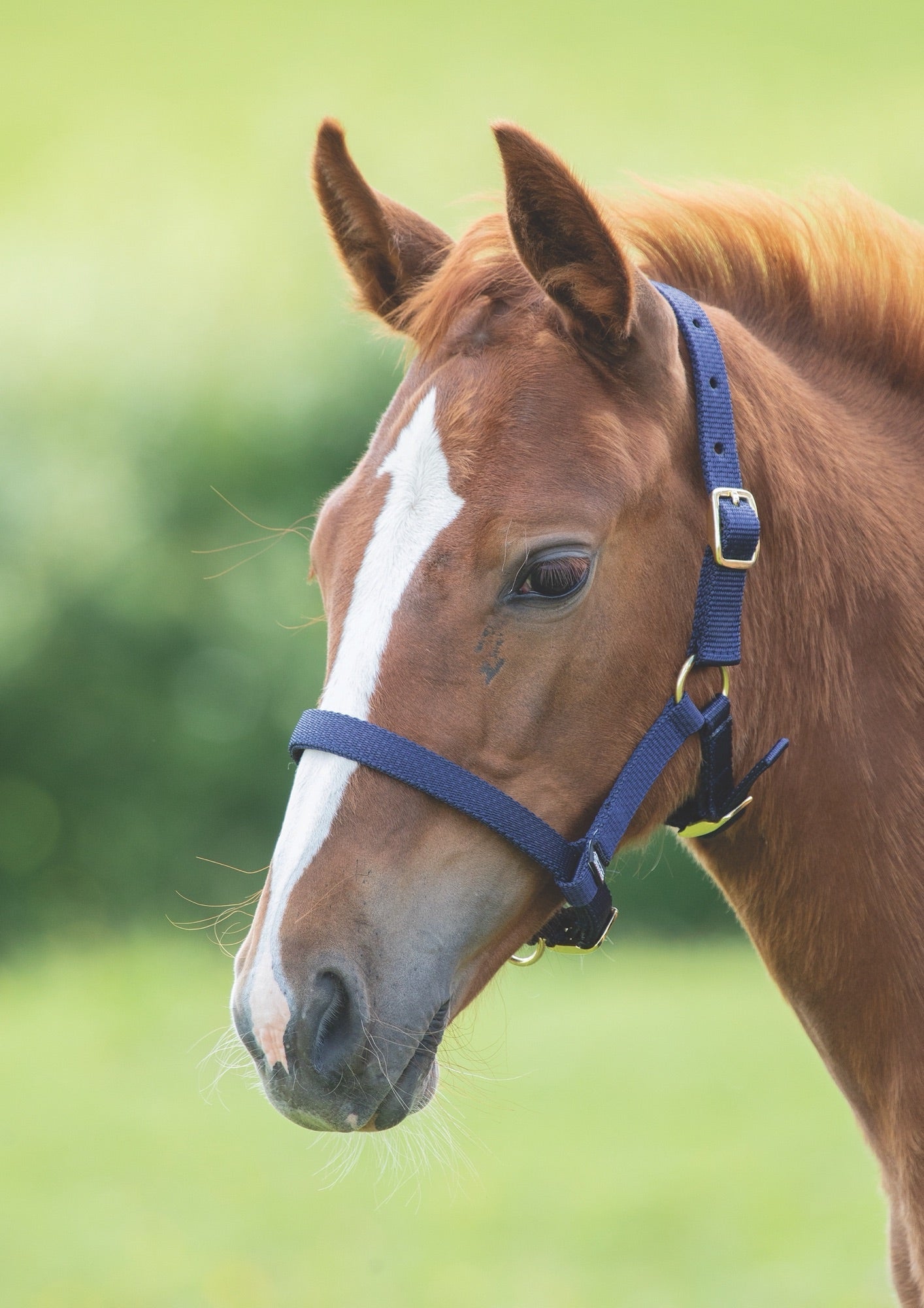 ARMA Foal Headcollar - Nags Essentials