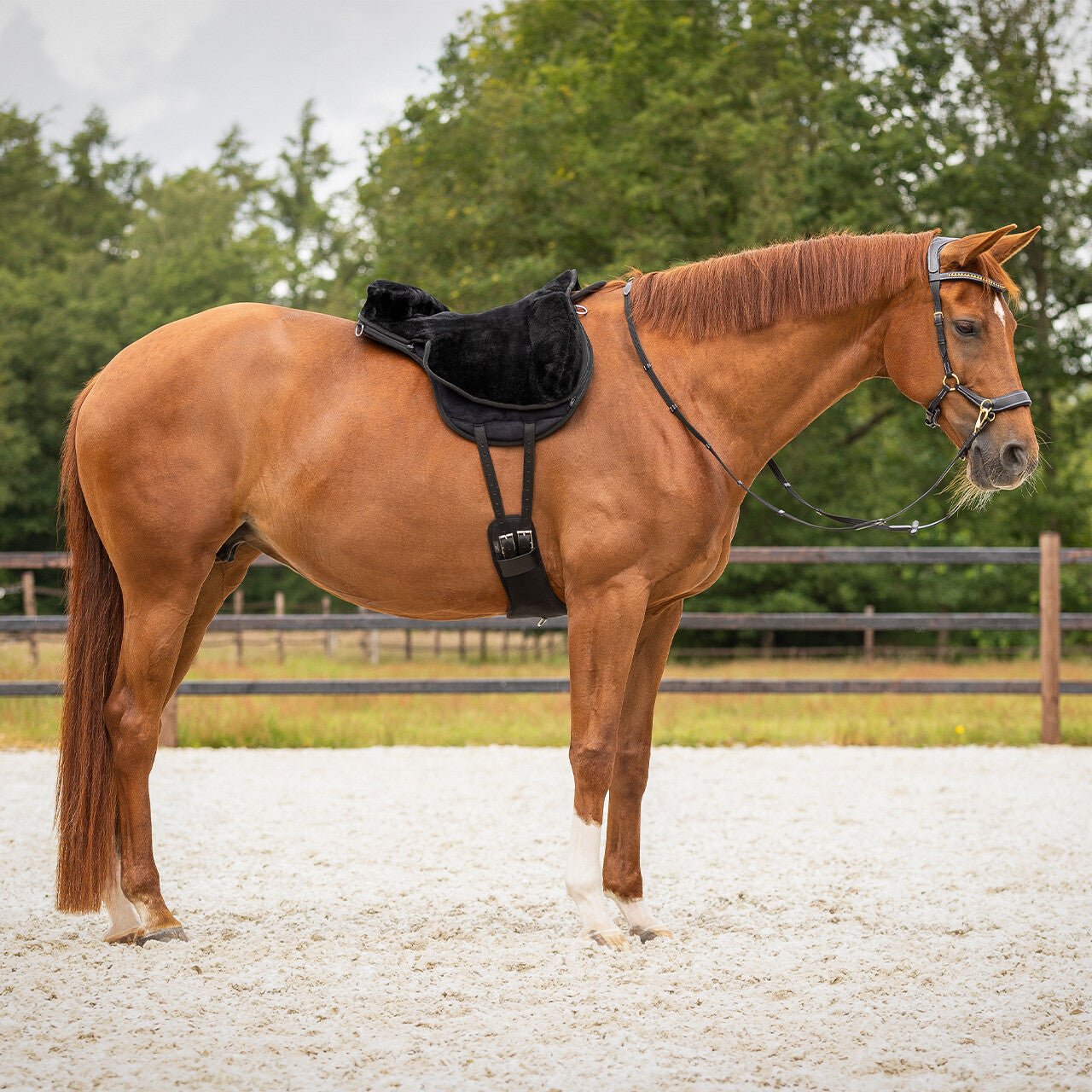 Bareback pad super soft Black - Nags Essentials