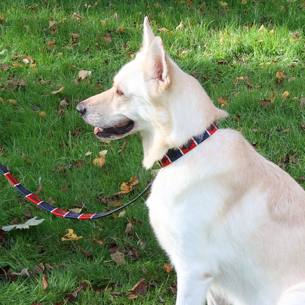 Benji & Flo Sublime Polo Leather Dog Collar - Nags Essentials
