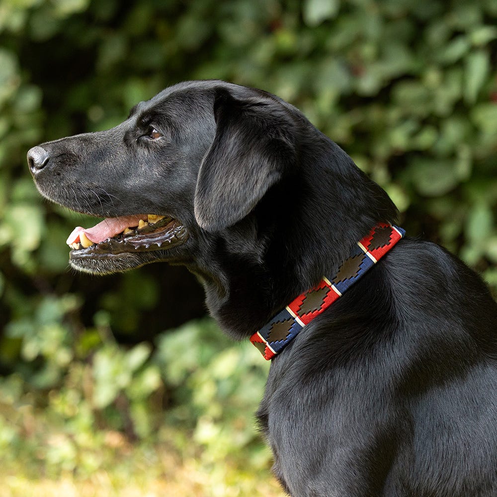 Benji & Flo Sublime Polo Leather Dog Collar - Nags Essentials