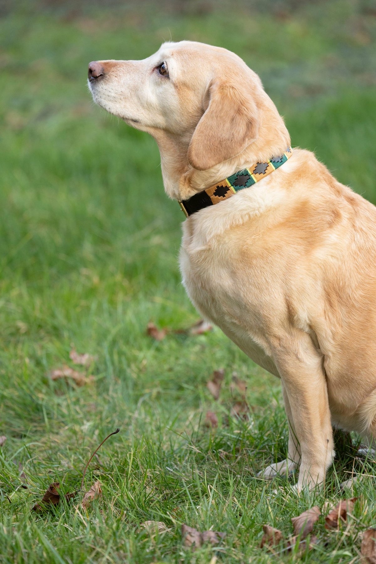 Benji & Flo Sublime Polo Leather Dog Collar - Nags Essentials