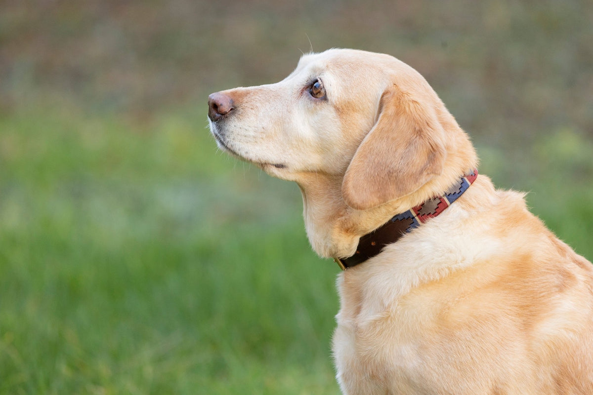 Benji & Flo Sublime Polo Leather Dog Collar - Nags Essentials