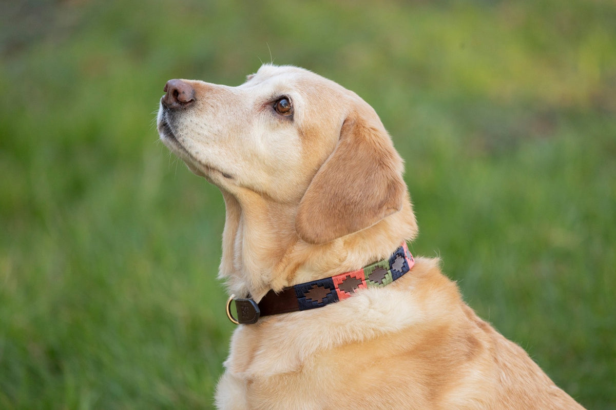 Benji & Flo Sublime Polo Leather Dog Collar - Nags Essentials