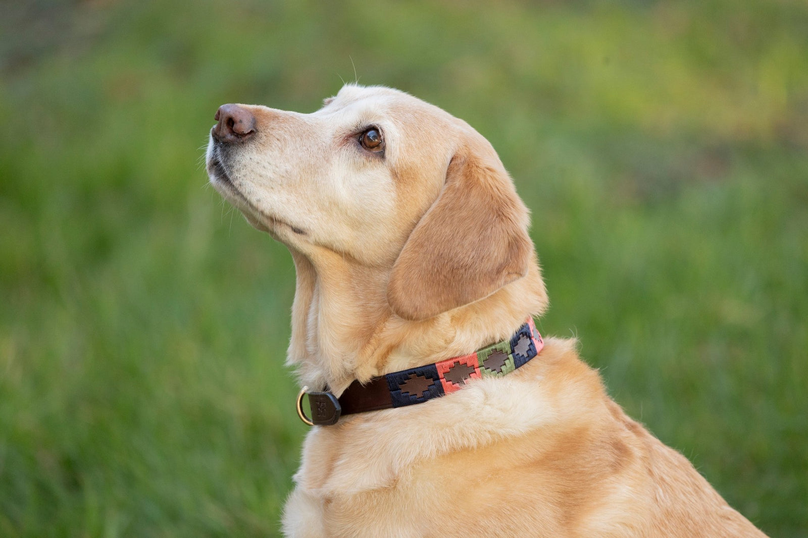 Benji & Flo Sublime Polo Leather Dog Collar - Nags Essentials