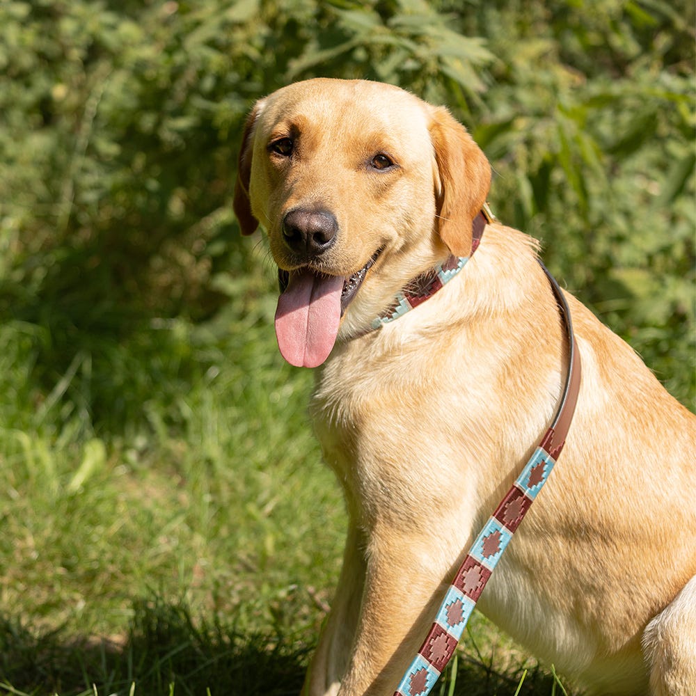 Benji & Flo Sublime Polo Leather Dog Lead - Nags Essentials