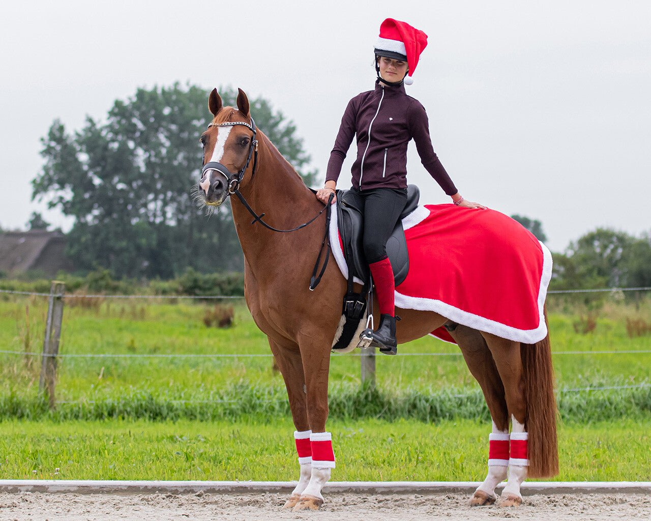 Christmas Exercise Sheet - Nags Essentials